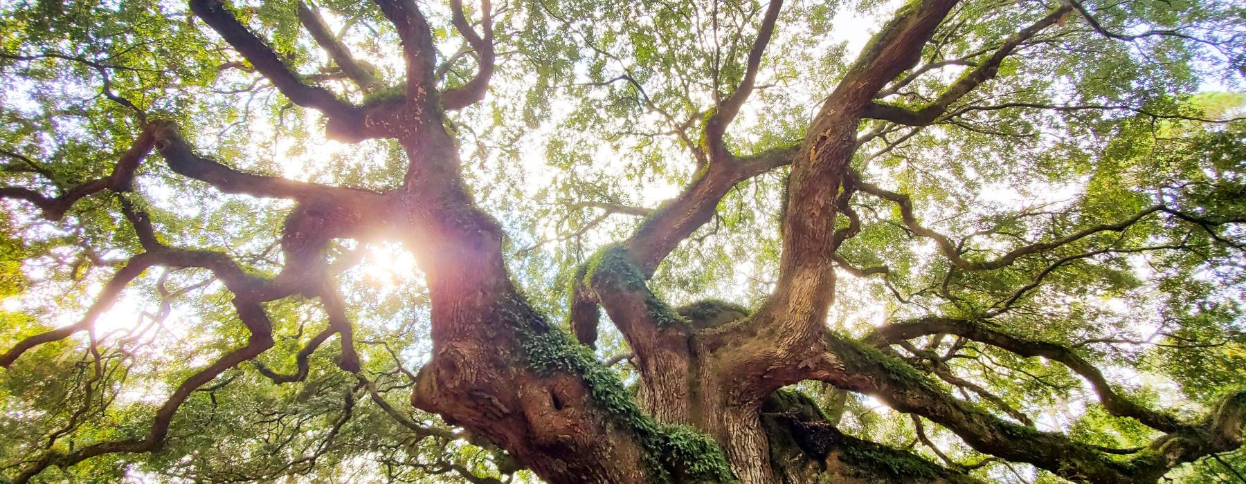 a tree with many branches