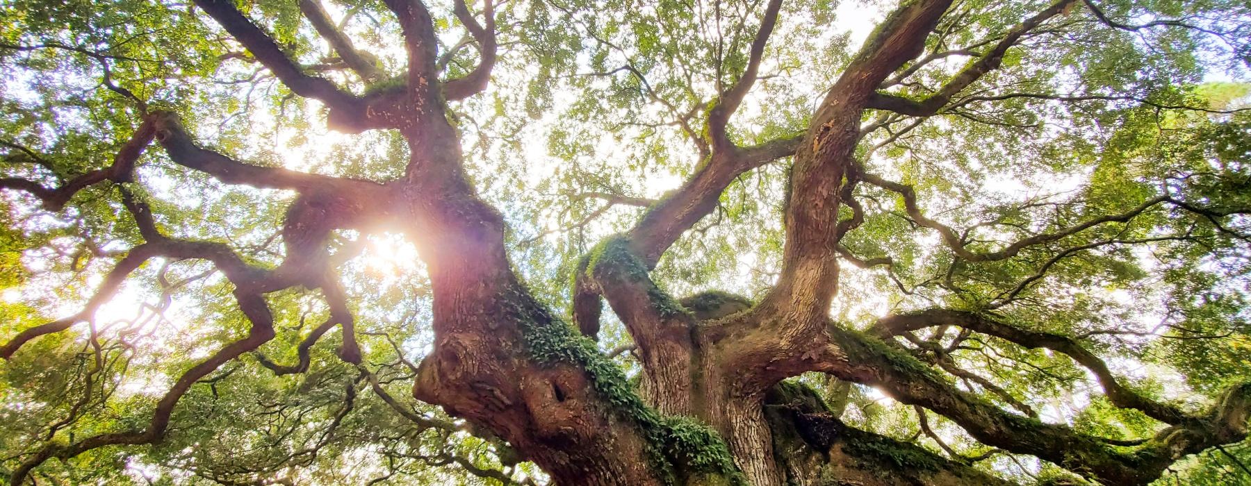 a tree with many branches
