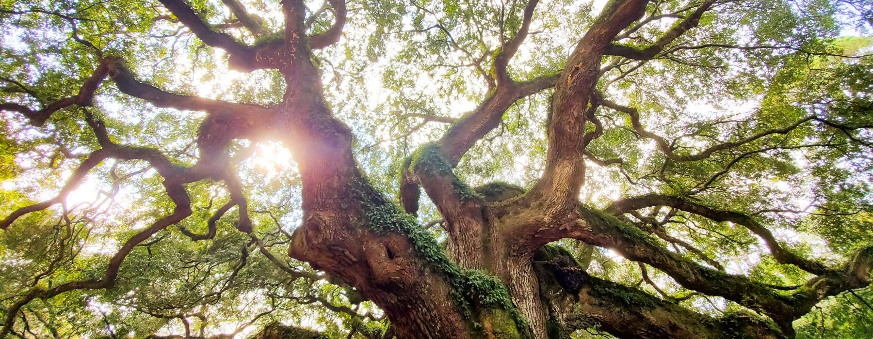 a tree with many branches